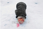 pentapress