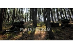pentapress